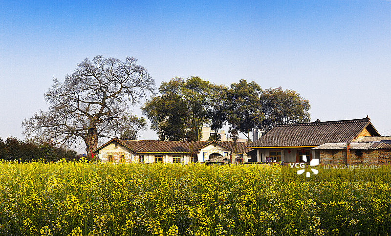 云南罗平油菜花图片素材