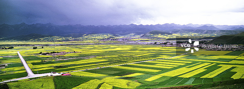 青海油菜花图片素材