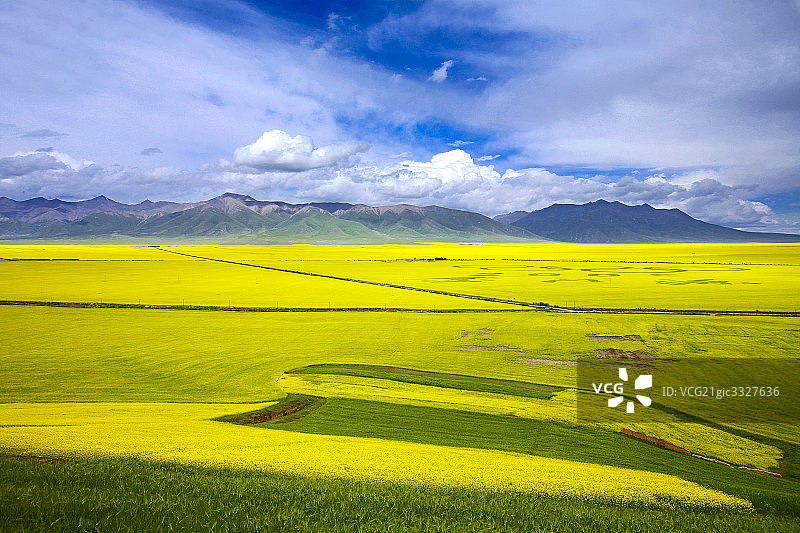 青海油菜花图片素材