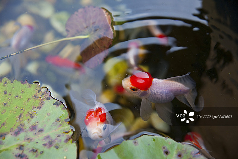 香港海洋公园图片素材