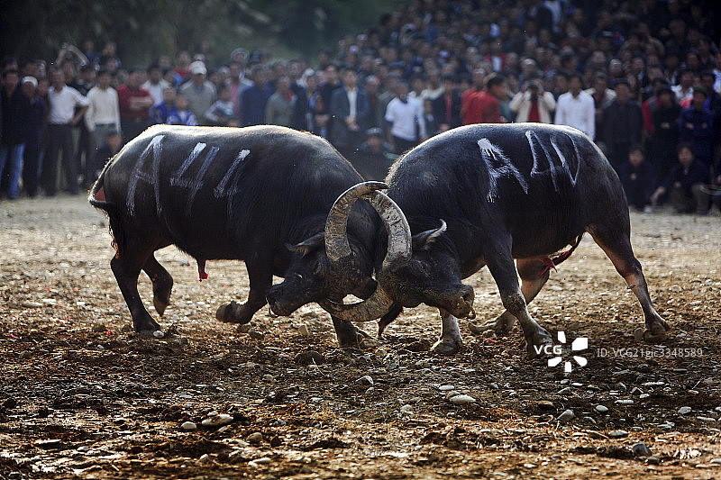 贵州雷山县苗族自治州斗牛图片素材