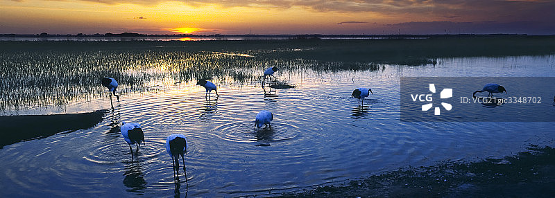 中国黑龙江伊春湿地，成群丹顶鹤在觅食图片素材