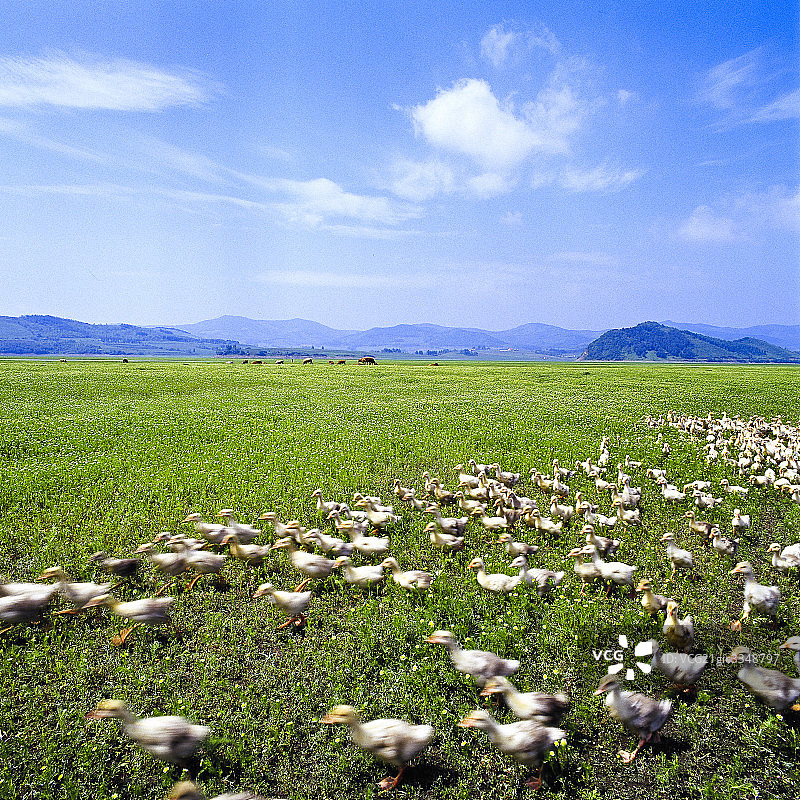中国吉林通化，群鸭放跑图片素材