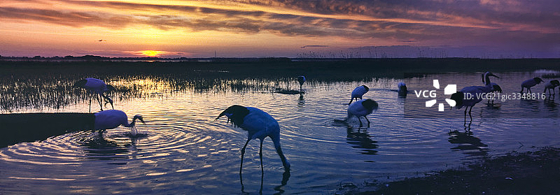 中国黑龙江伊春湿地，成群丹顶鹤在觅食图片素材