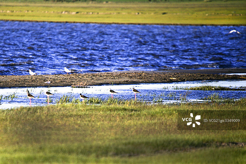 沽源天鹅湖图片素材