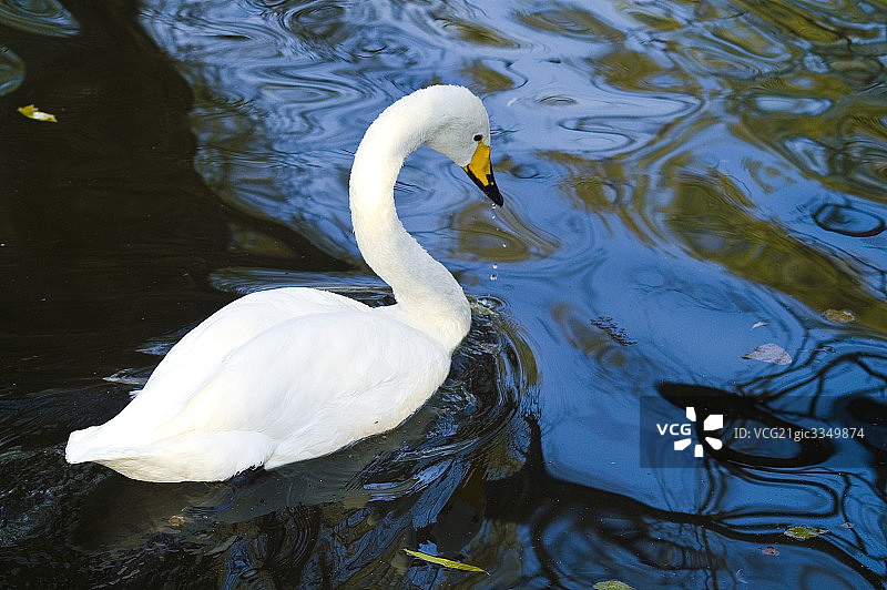 天鹅特写图片素材