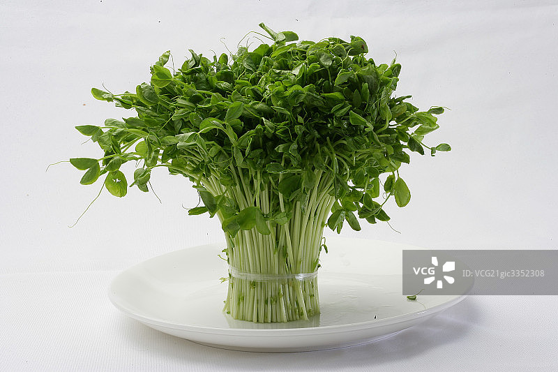 豆苗图片素材