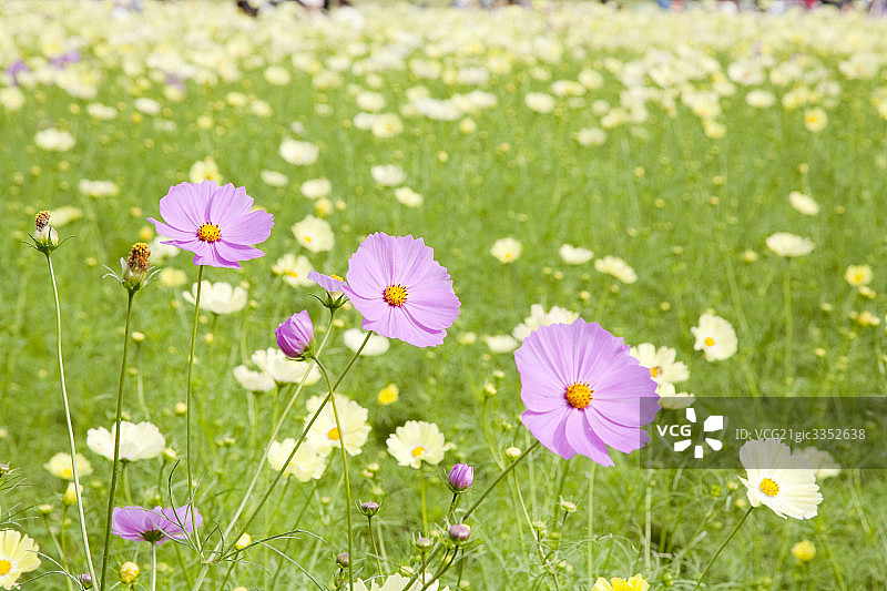 野地小花图片素材