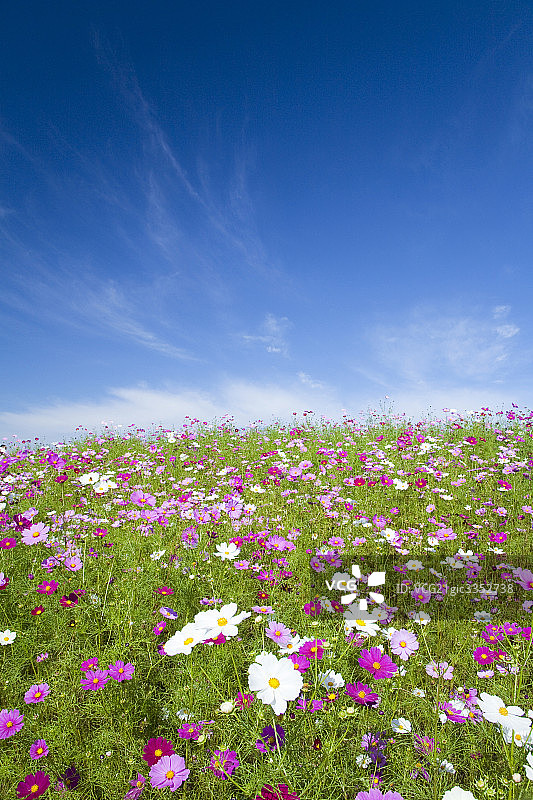 花海图片素材
