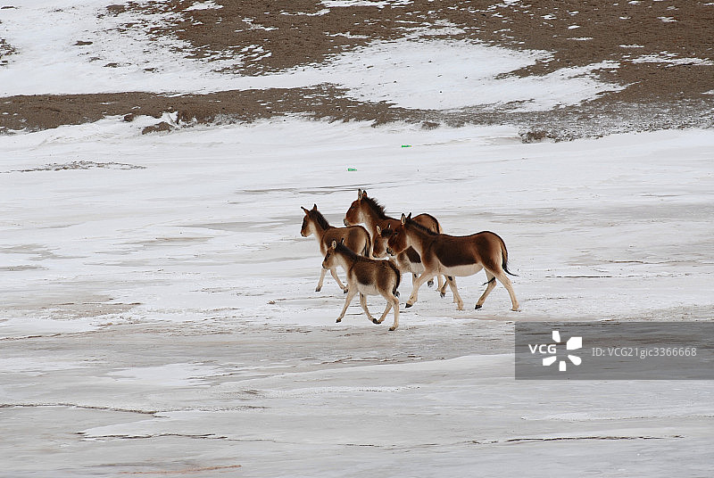 藏野驴图片素材