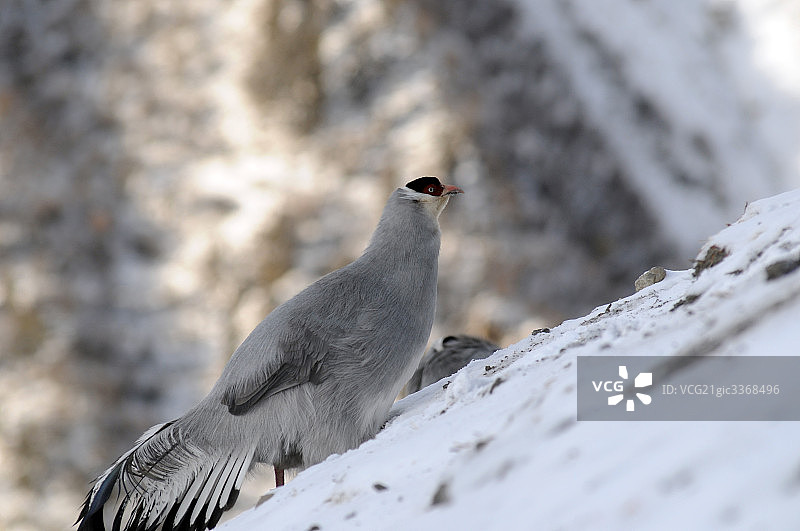 藏马鸡图片素材