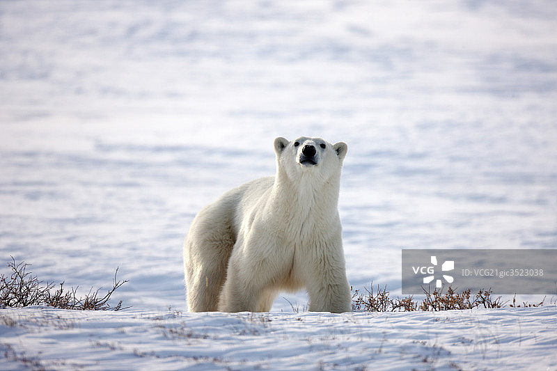 北极图片素材