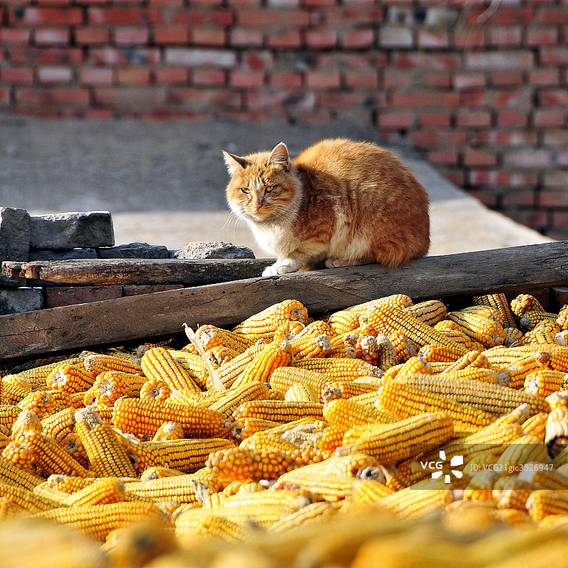 一堆玉米和猫图片素材