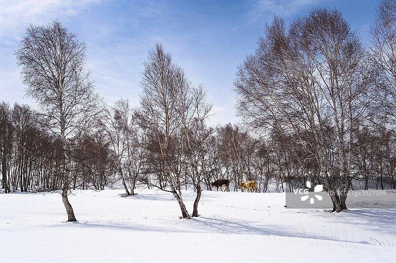 坝上雪景图片素材