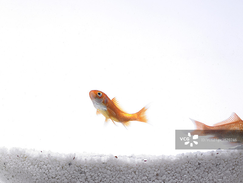 动物鱼图片素材