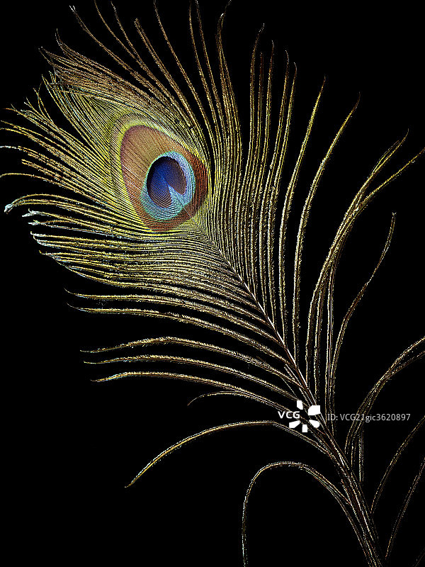 中国传统静物图片素材