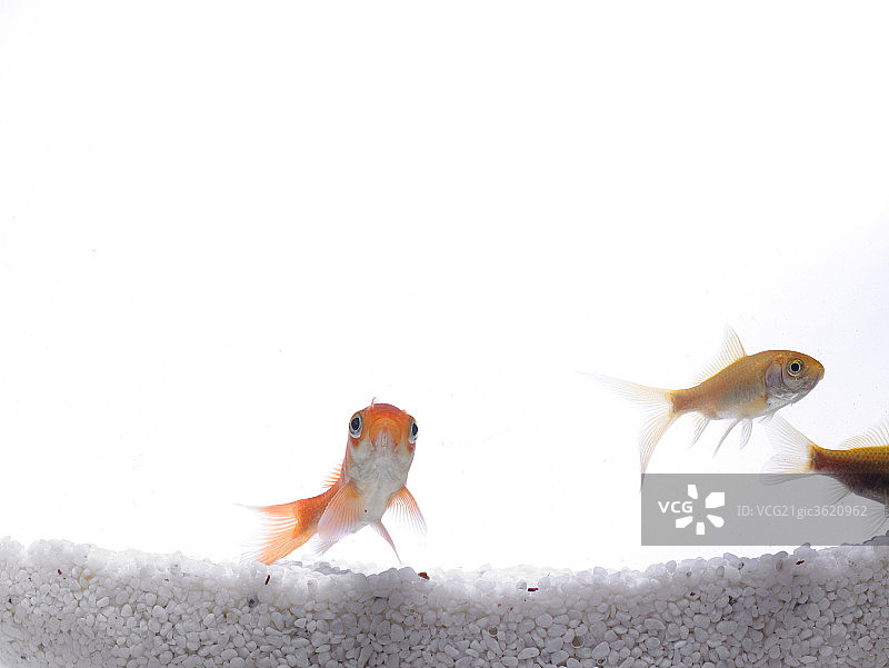 动物鱼图片素材