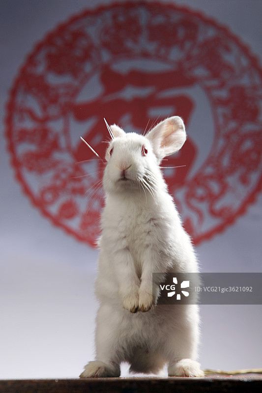 兔子图片素材