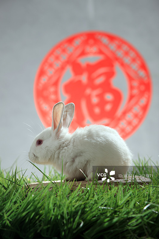 兔子图片素材