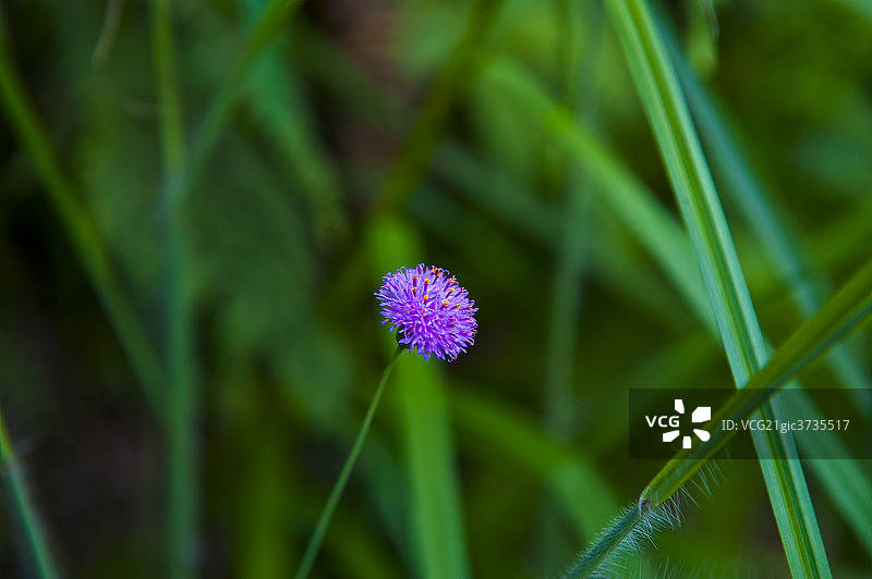 一朵小花图片素材