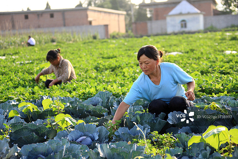 东方人农民图片素材