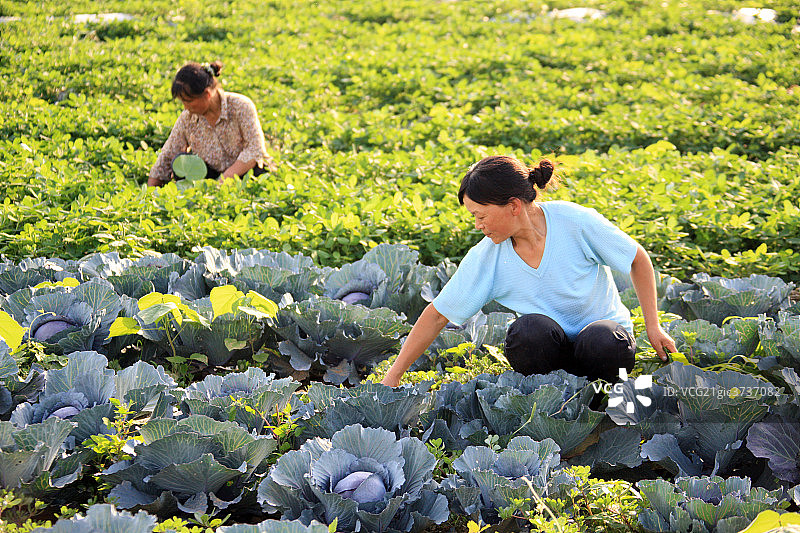 东方人农民图片素材