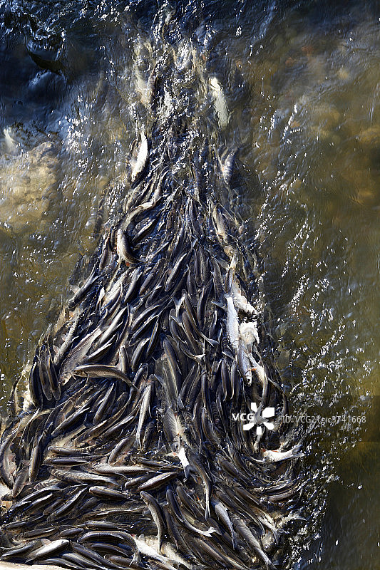 华子鱼洄游图片素材