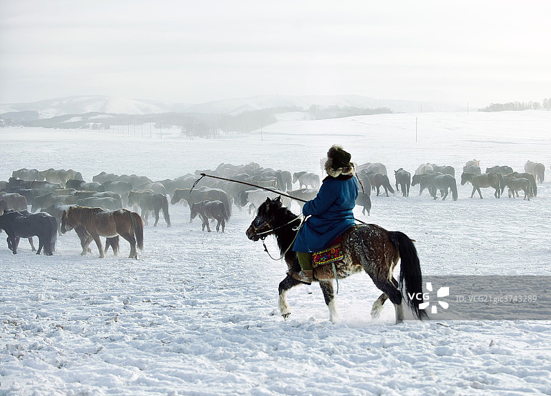 河北省坝上冬季牧马图片素材