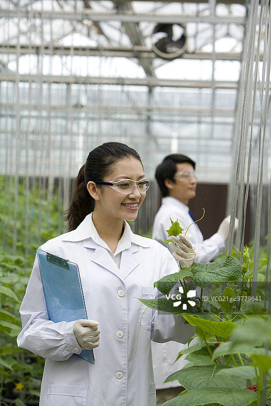 农艺师在现代农庄做科学研究图片素材