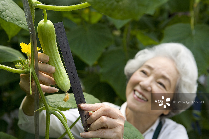 农艺师在现代农庄做研究图片素材