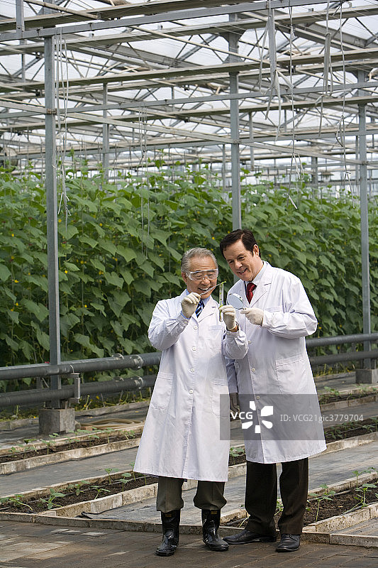 农艺师在现代农庄做科学研究图片素材