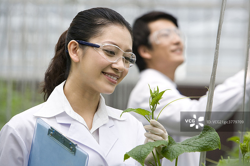 农艺师在现代农庄做科学研究图片素材