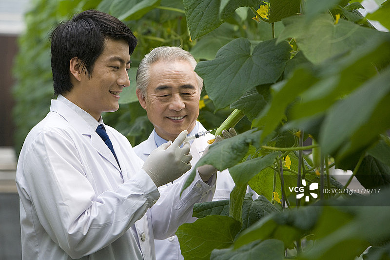 农艺师在现代农庄做科学研究图片素材