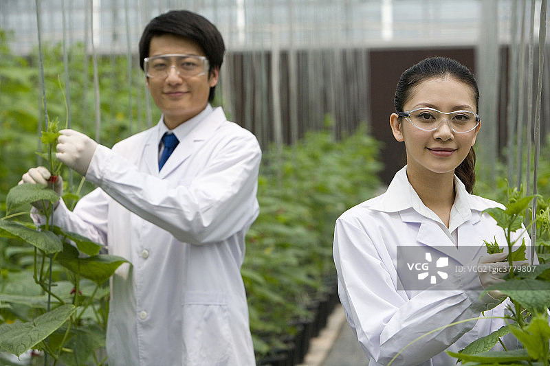 农艺师在现代农庄做科学研究图片素材
