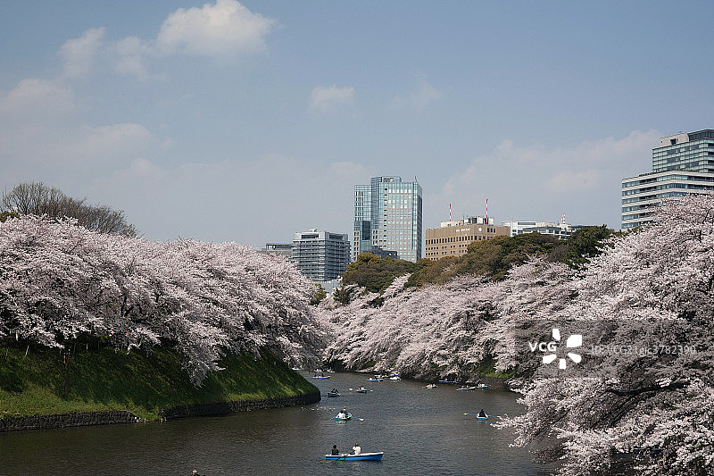 日本东京千鸟渊绿道图片素材