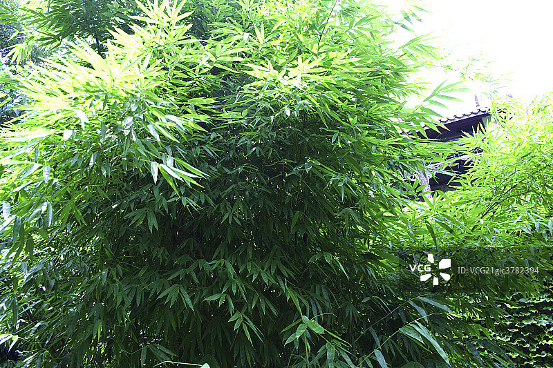 翠竹图片素材