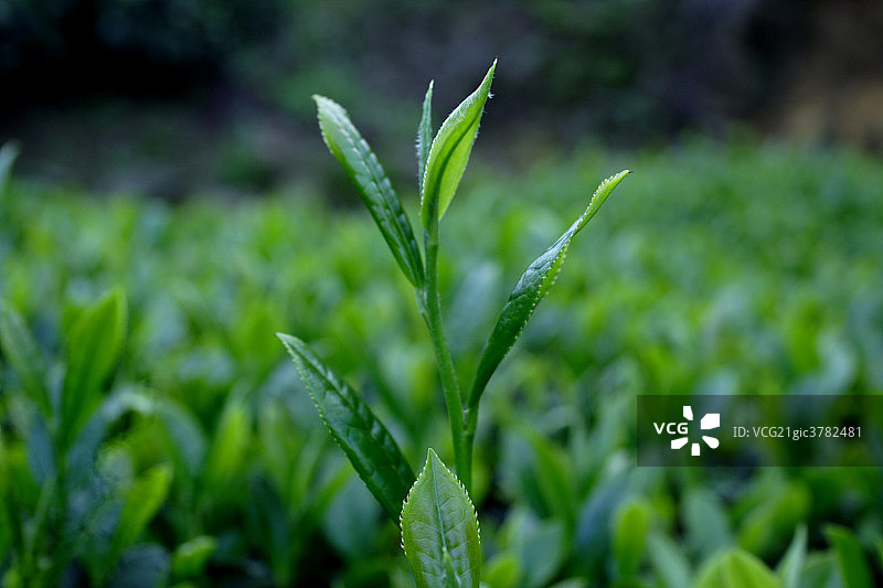 福建安溪铁观音茶茶叶图片素材