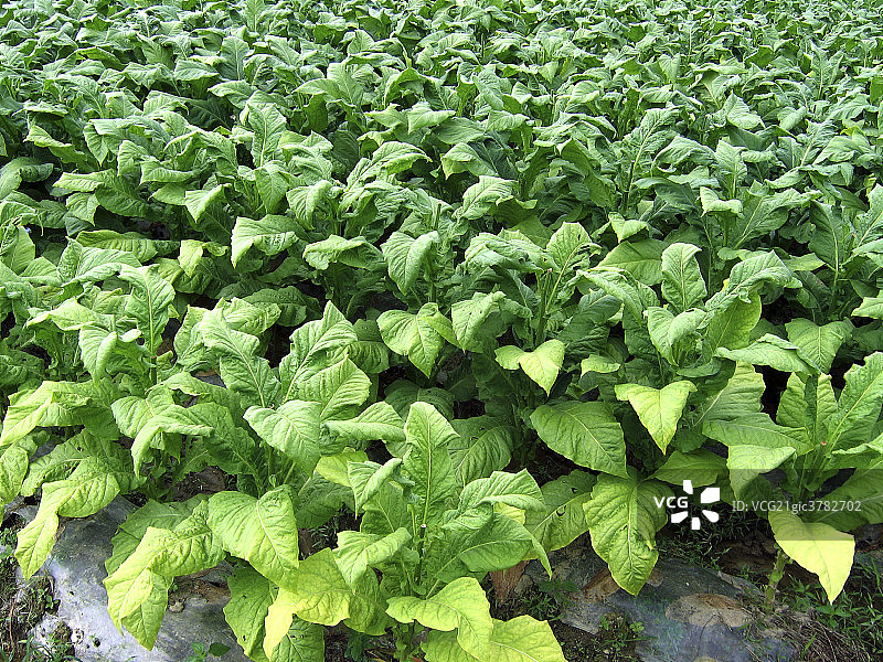 福建三明烟草生产图片素材