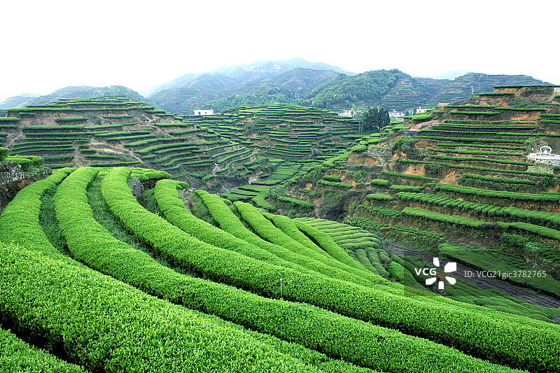 福建安溪铁观音茶茶叶图片素材