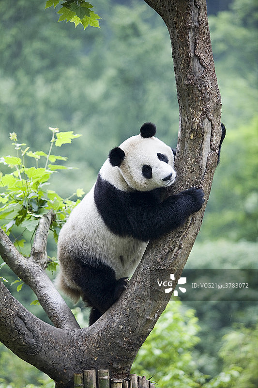熊猫图片素材