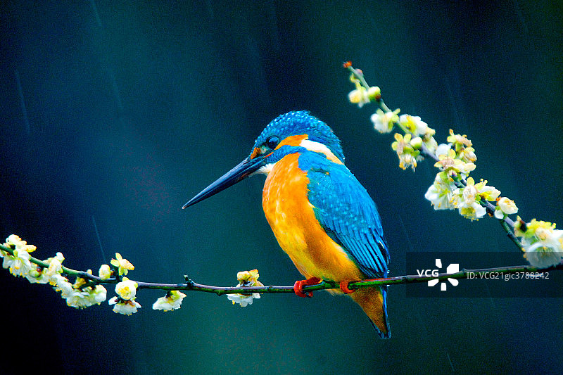鸟的特写图片素材