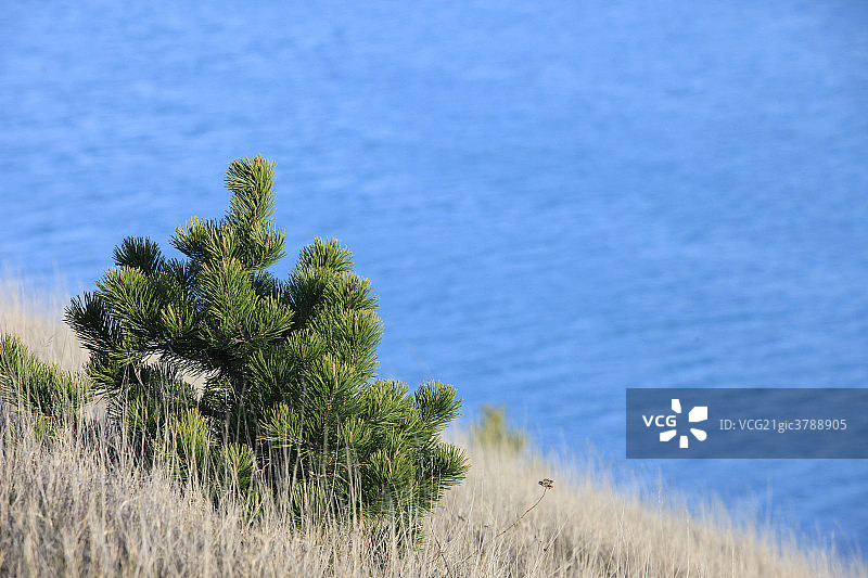 新西兰,湖岸图片素材