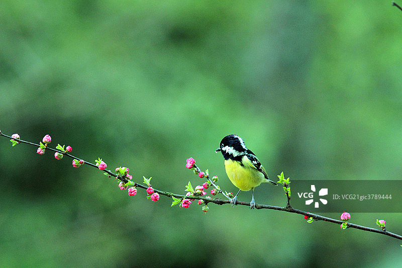 鸟的特写图片素材