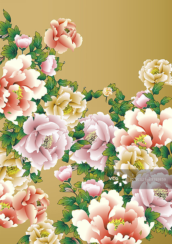 牡丹花图片素材