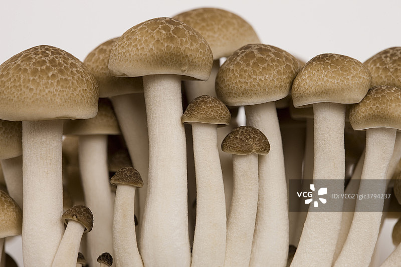 蘑菇特写图片素材