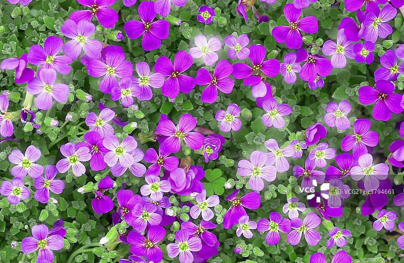 鲜花特写图片素材