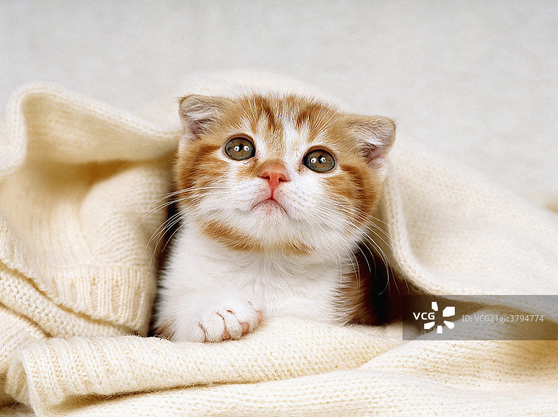 可爱的小猫图片素材