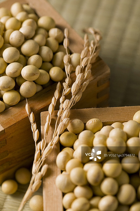 黄豆特写图片素材