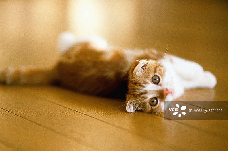 可爱的小猫图片素材