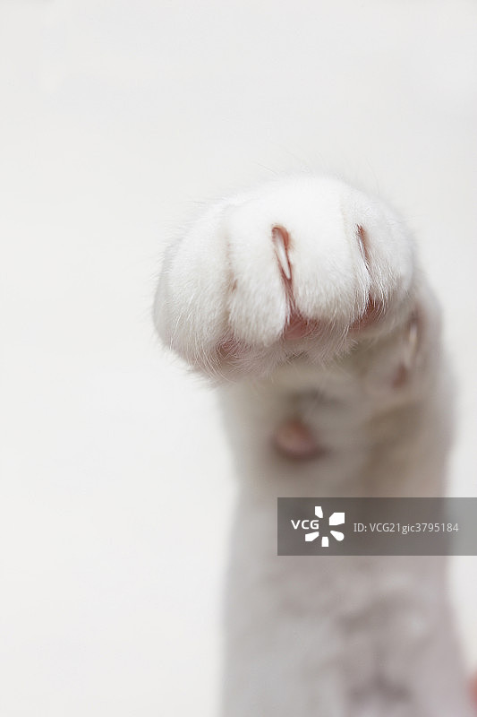 猫的小爪子图片素材